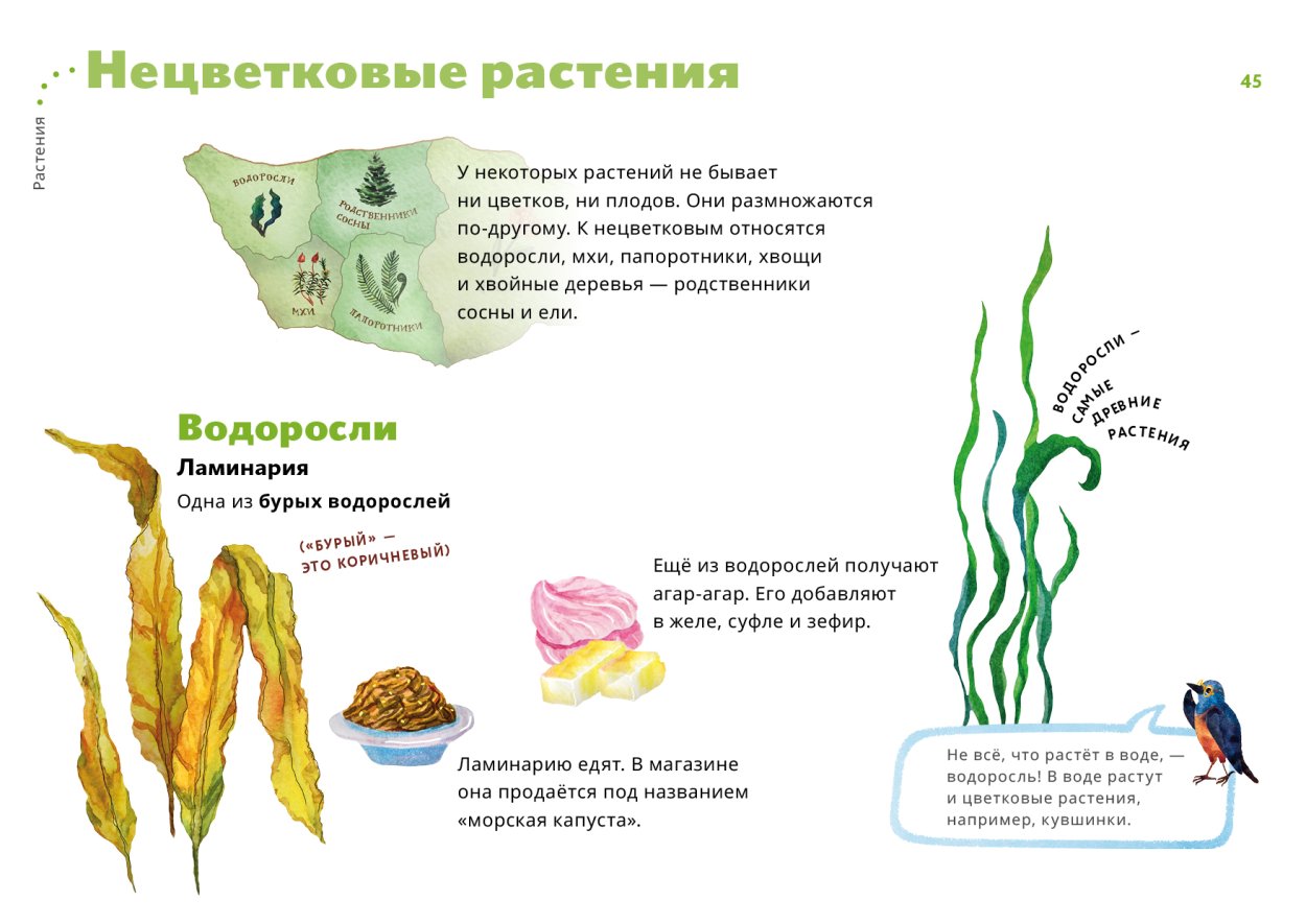 Макроцистис грушевидный