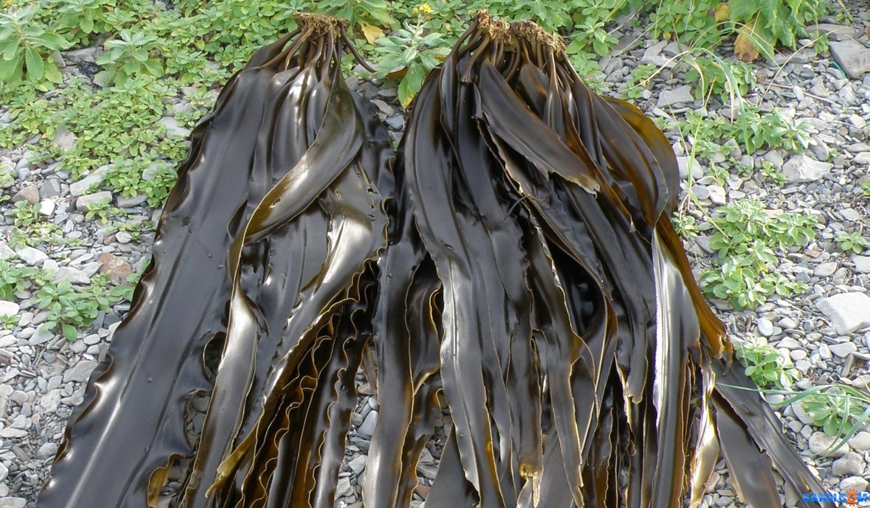 Ламинария аквариумное растение