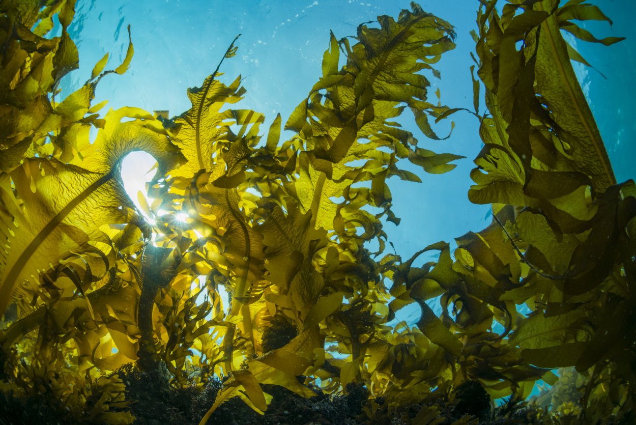 Ламинария трава