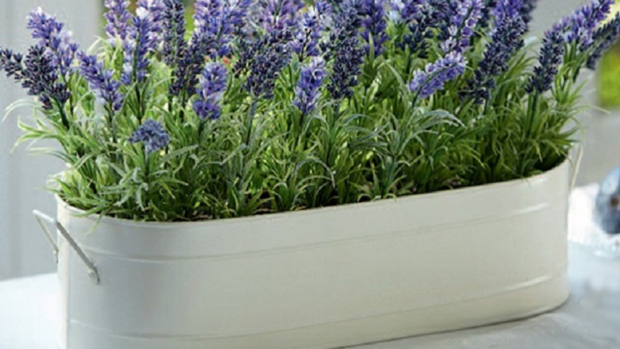 Целебные травы