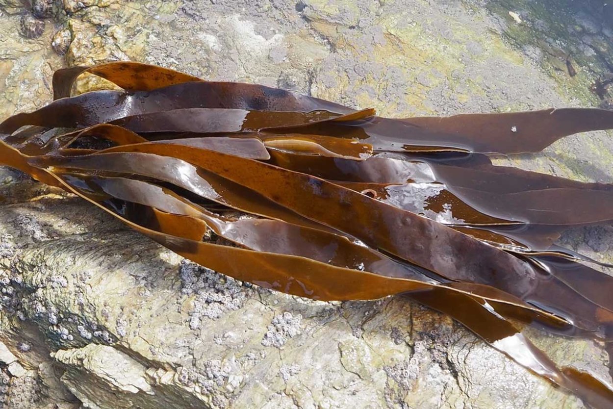 Келп бурая водоросль