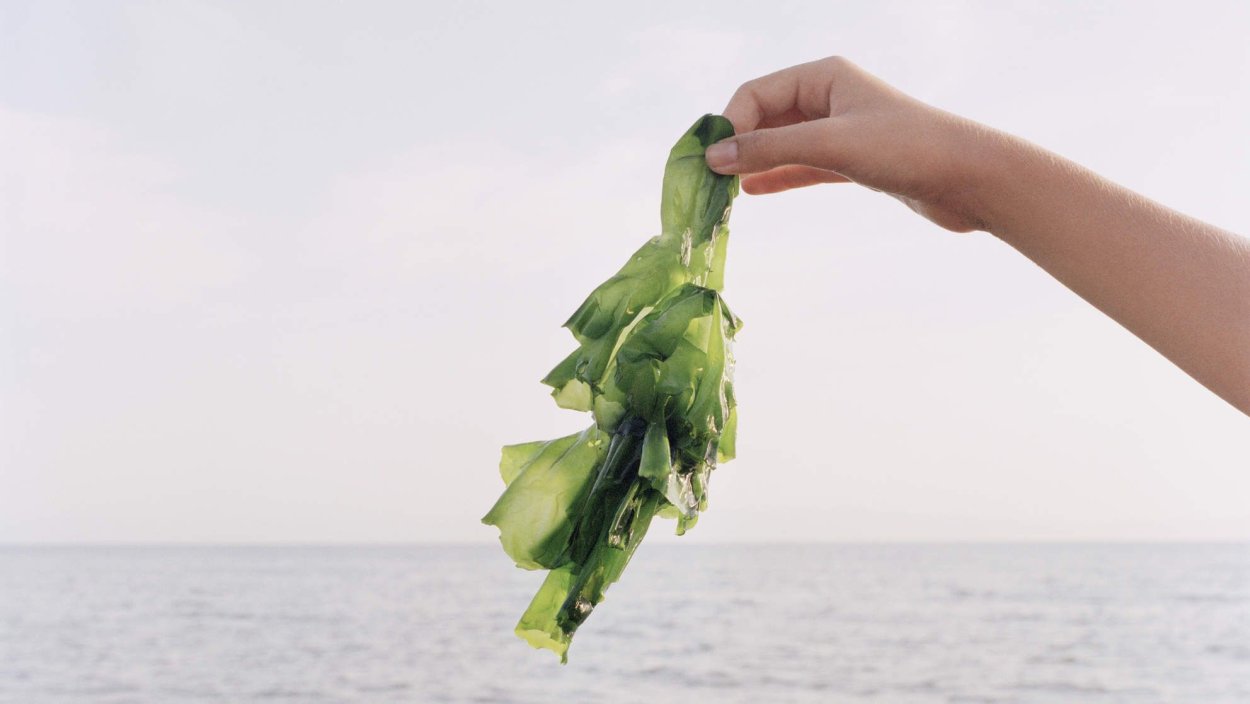 Ламинария водоросль описание