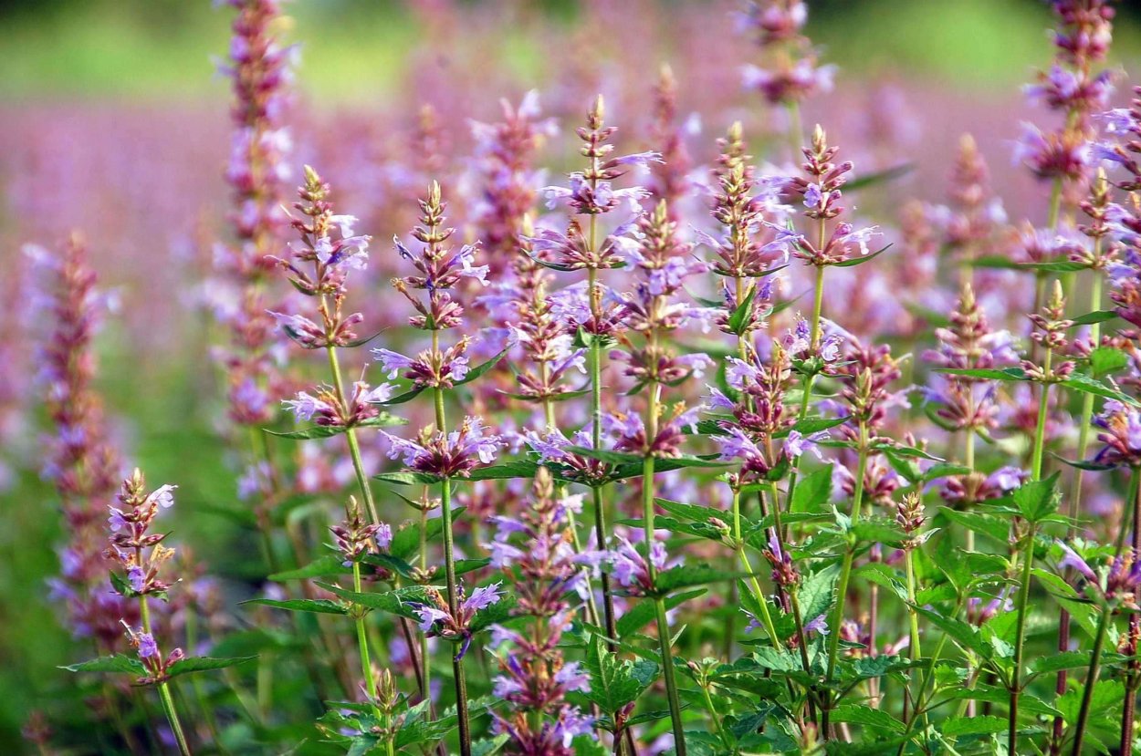 Цветы которые отпугивают насекомых