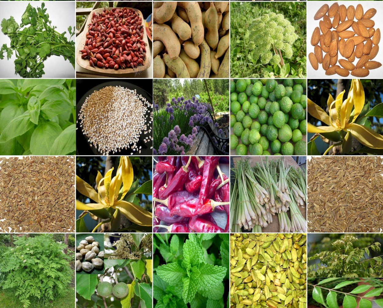 Ароматические растения