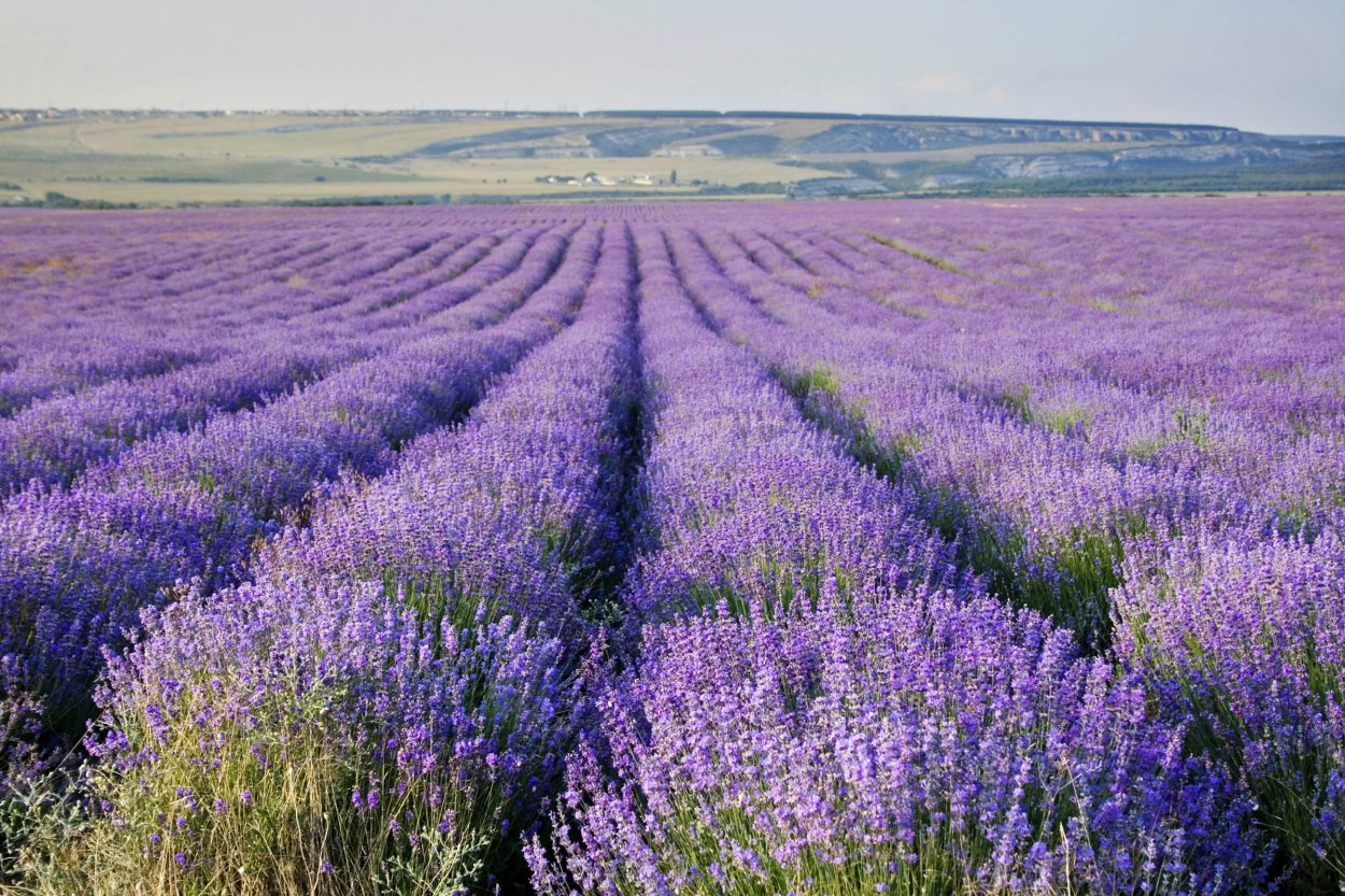 Пряные овощи