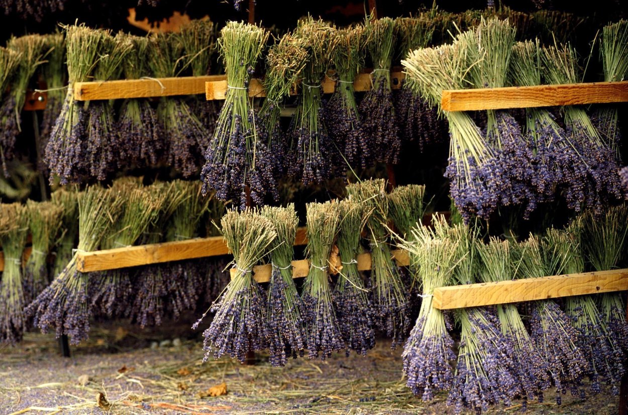 Зопник трава