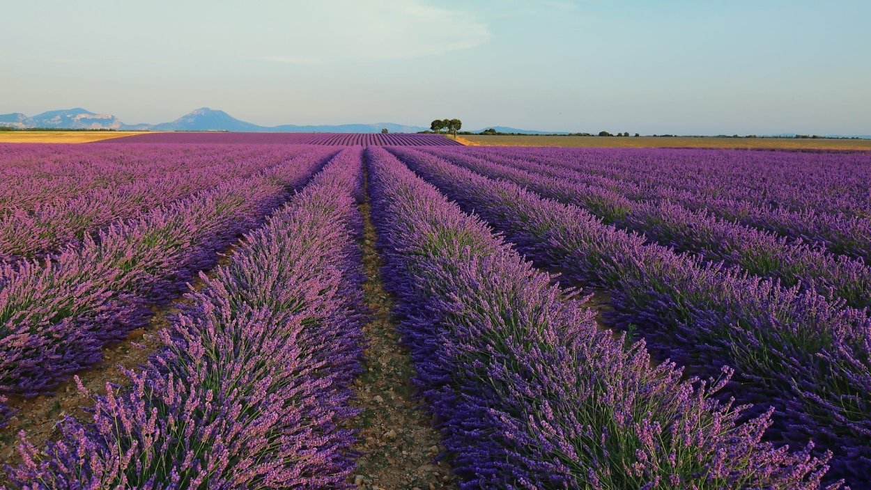 Репейник и липучка