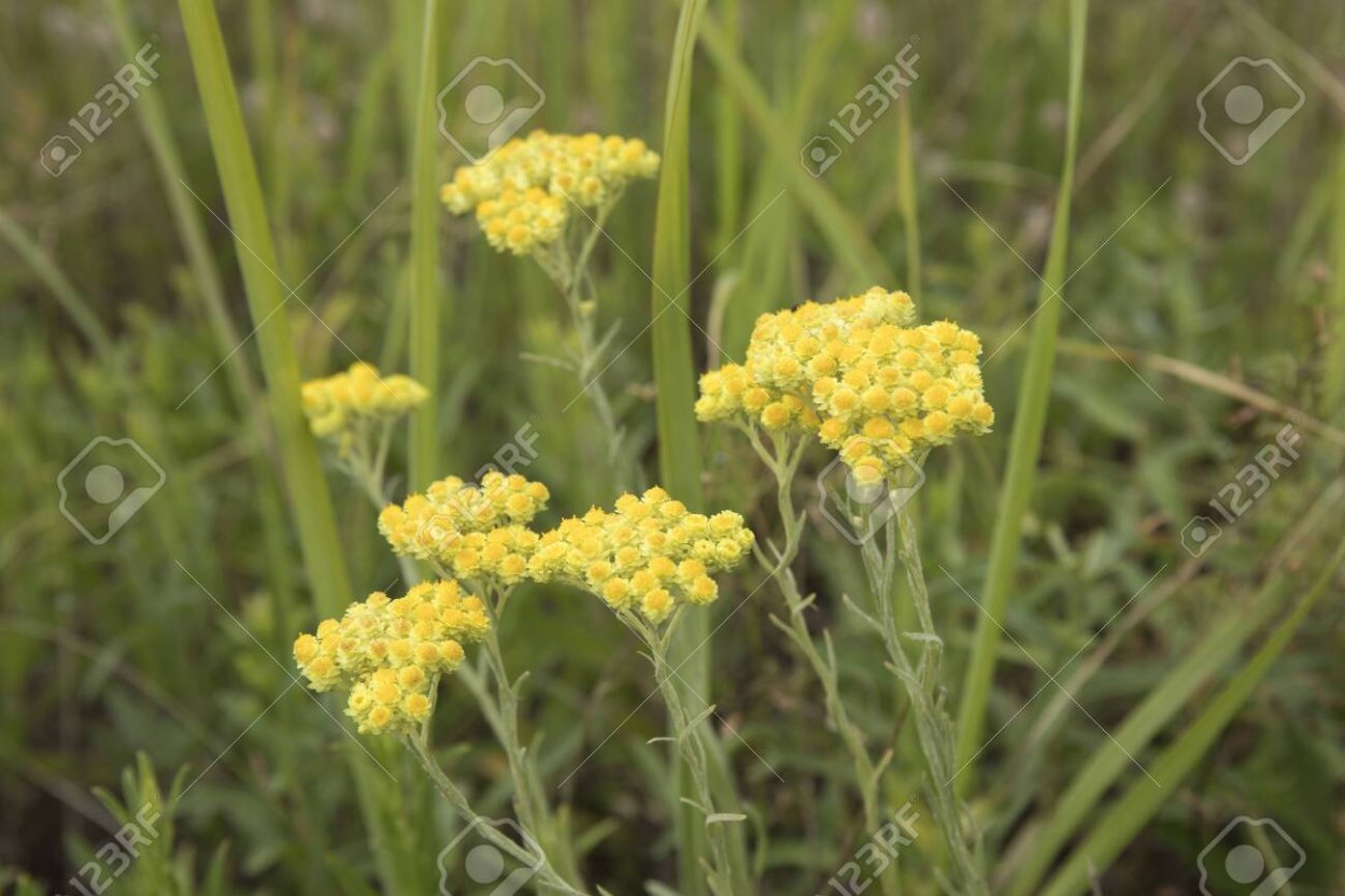 Растение бессмертник песчаный (цмин песчаный)