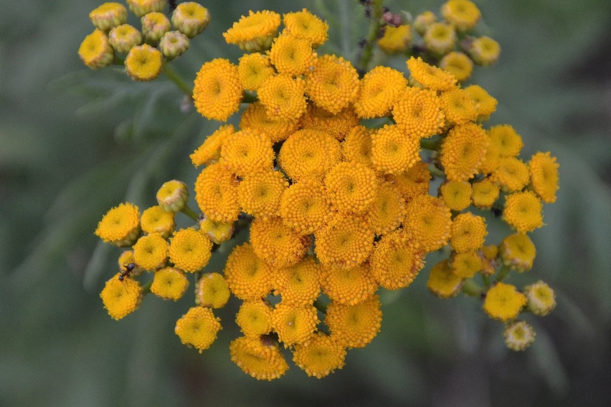 Цмин песчаный лечебные