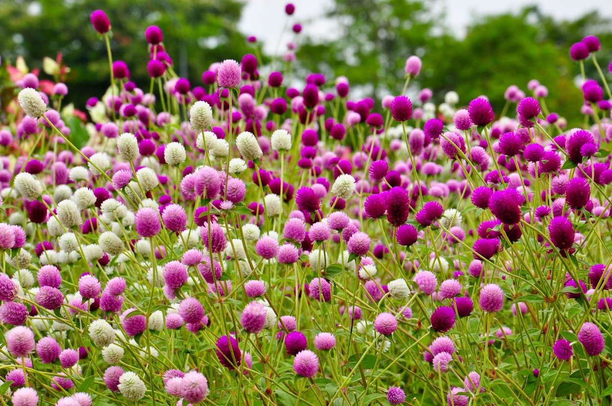 Dried Flowers сухоцветы