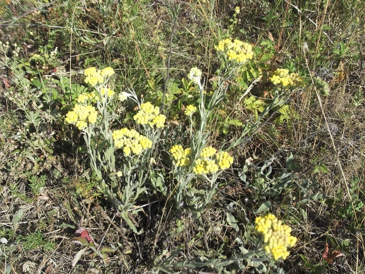 Бессмертник песчаный (цмин).