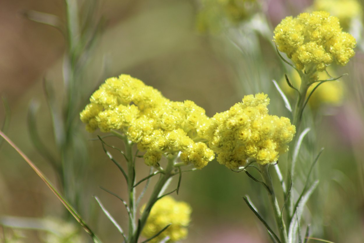 Helichrysum arenarium – бессмертник песчаный
