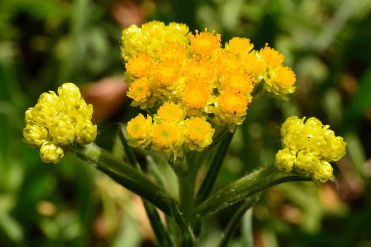 Helichrysum Italicum