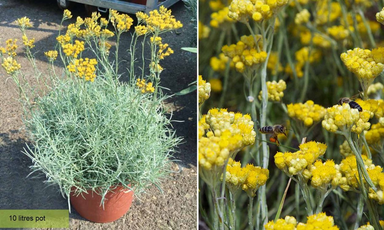 Полевой сухоцвет бессмертник