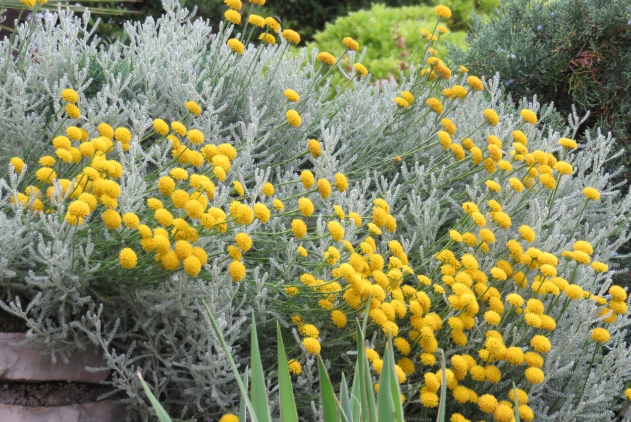 Бессмертник песчаный соцветие