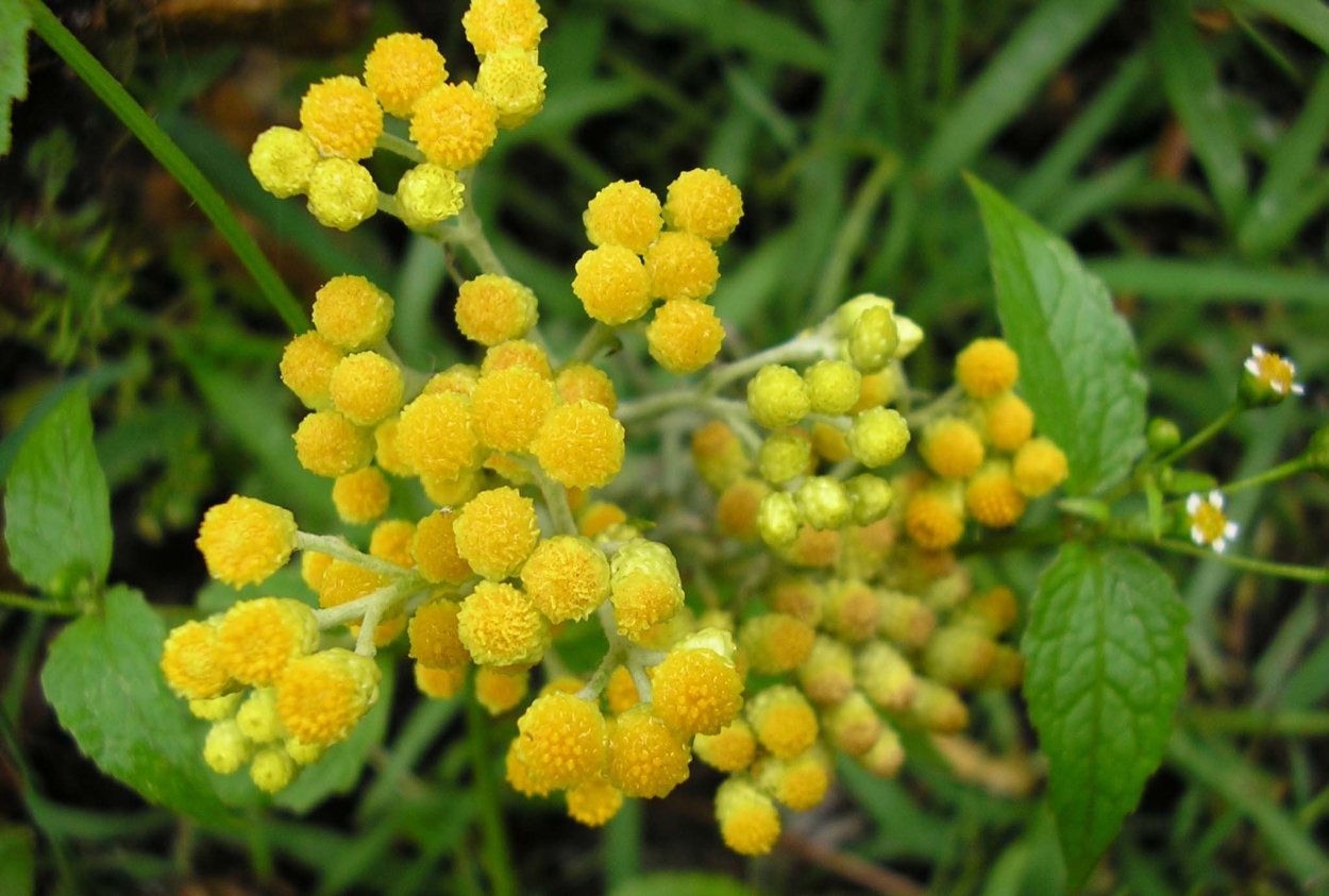 Бессмертник песчаный (цмин песчаный)