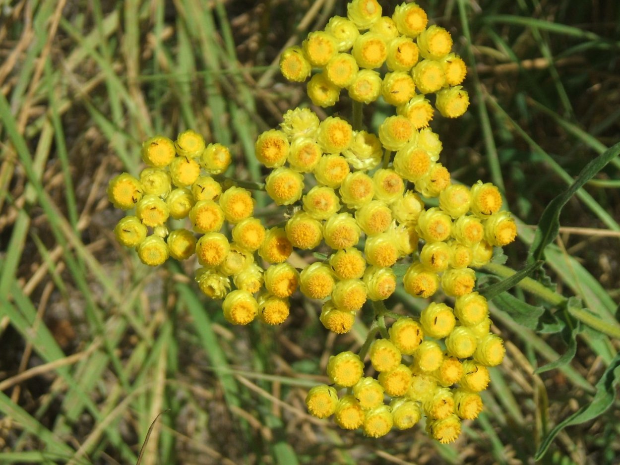 Бессмертник песчаный (цмин).