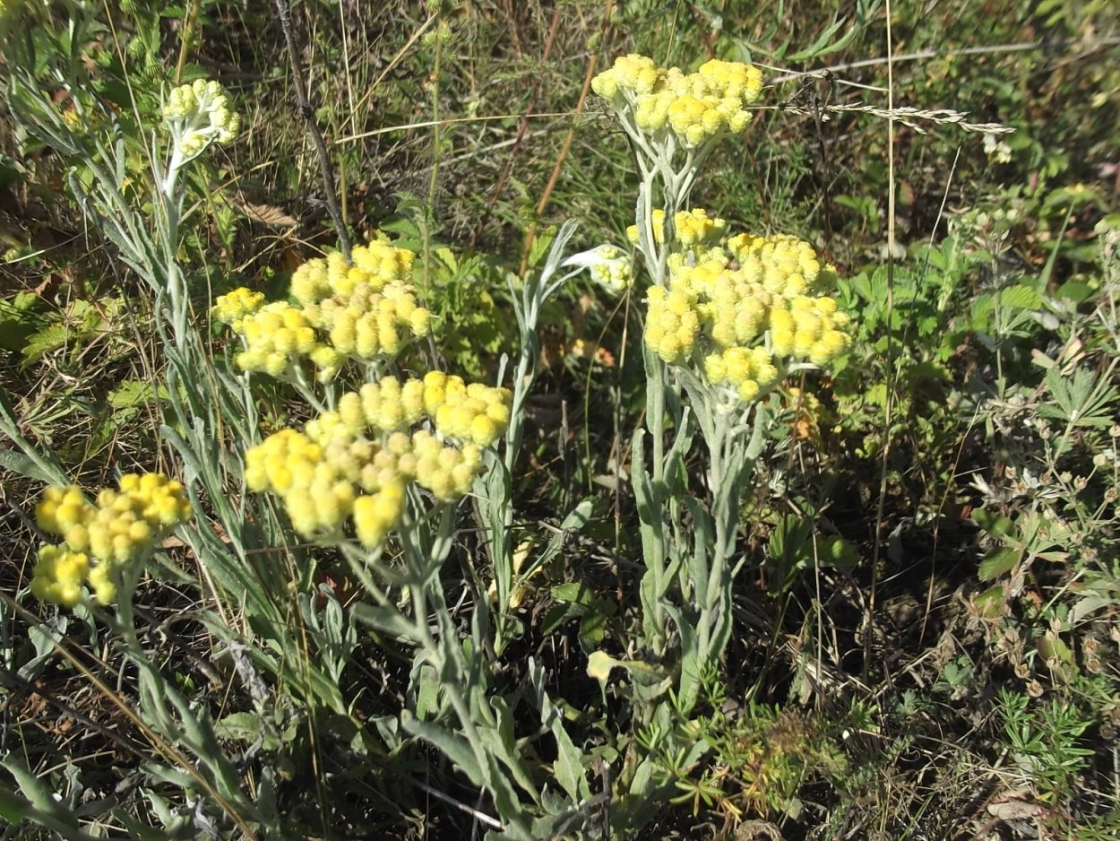 Пижма тысячелистниковая