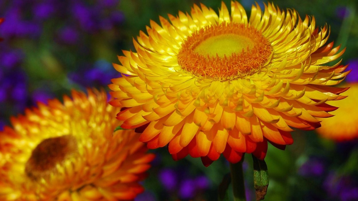 Бессмертник песчаный (цмин песчаный)