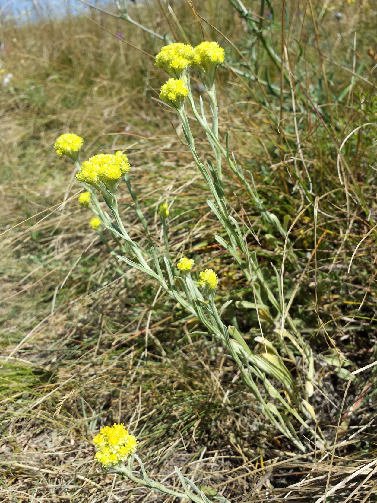 Гелихризум (Брактеанта)