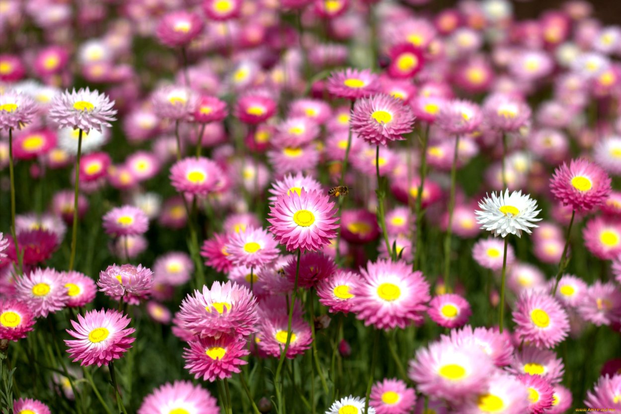 Бессмертник песчаный Фармакогнозия