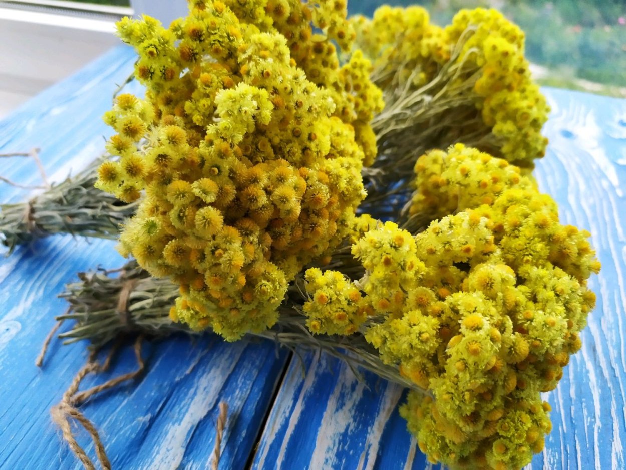 Бессмертник песчаный (цмин).