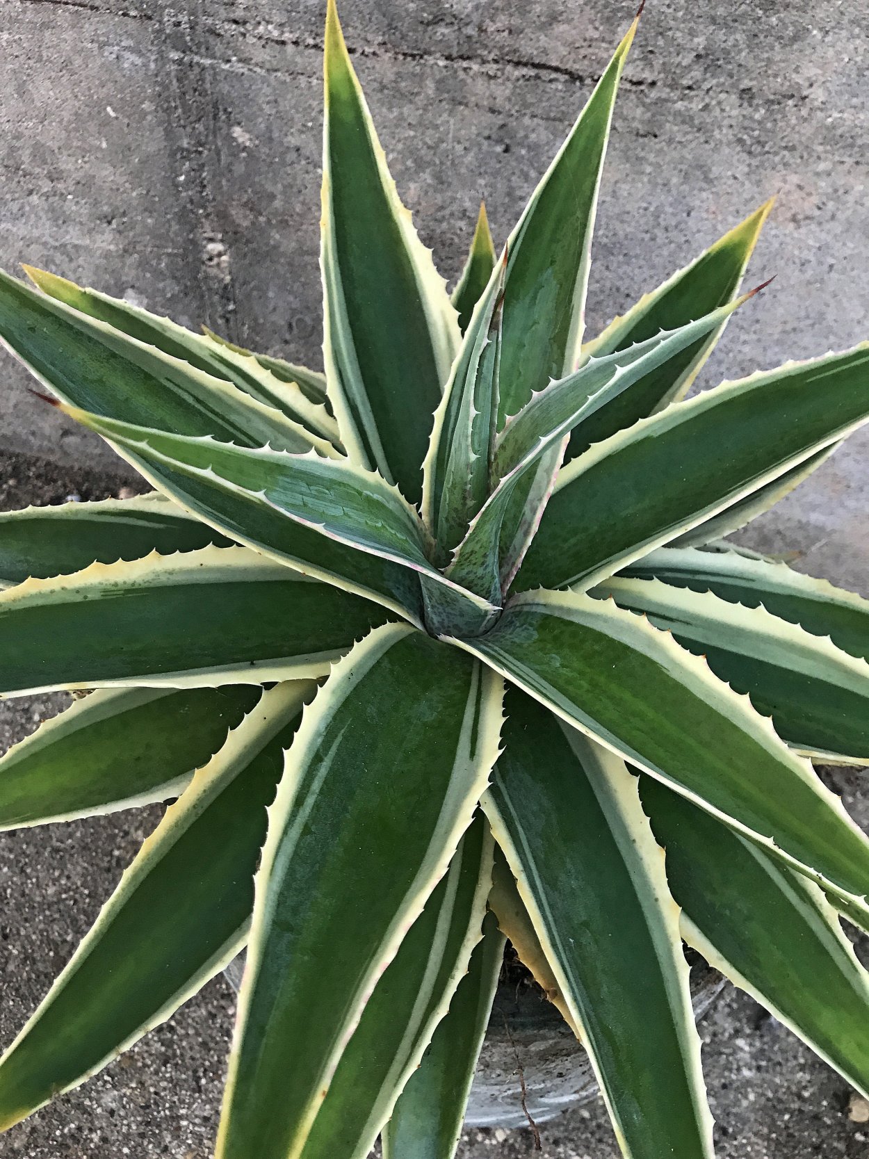 Агава Дурангенсис