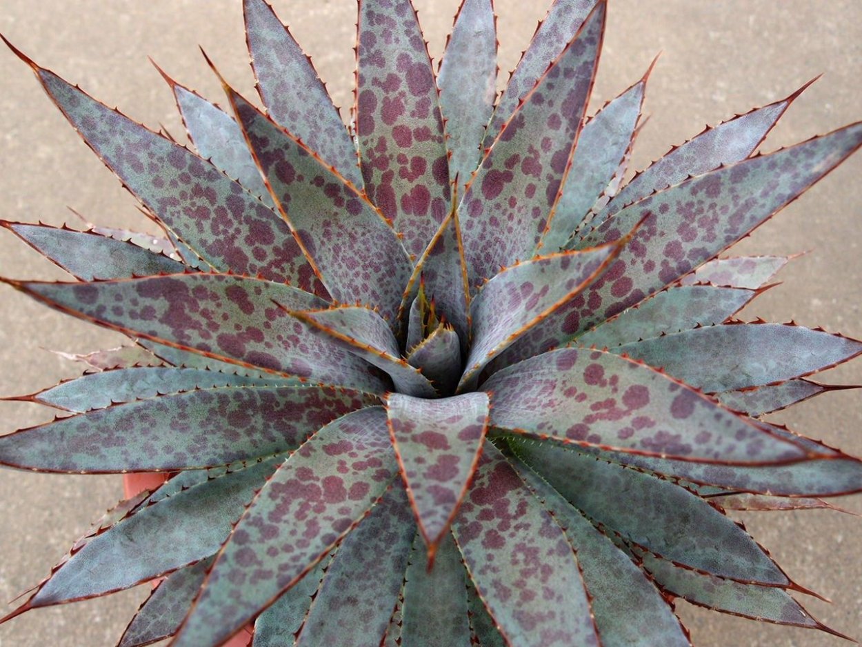 Агава сорт кровавые пятна Манфреда