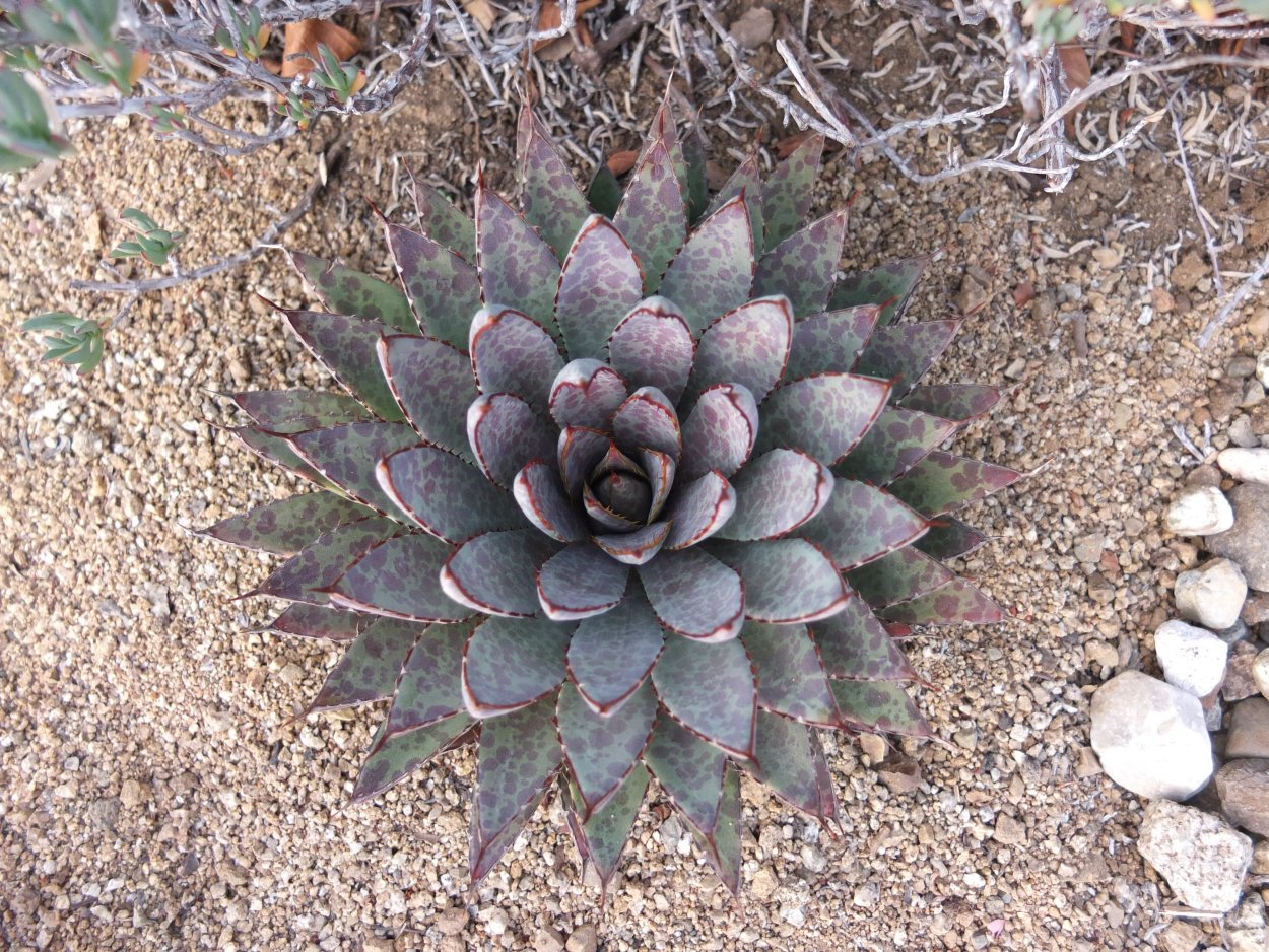 Blood Agave