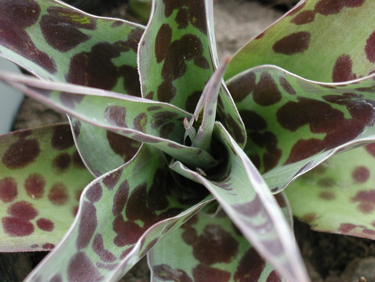 Агава сорт кровавые пятна Манфреда