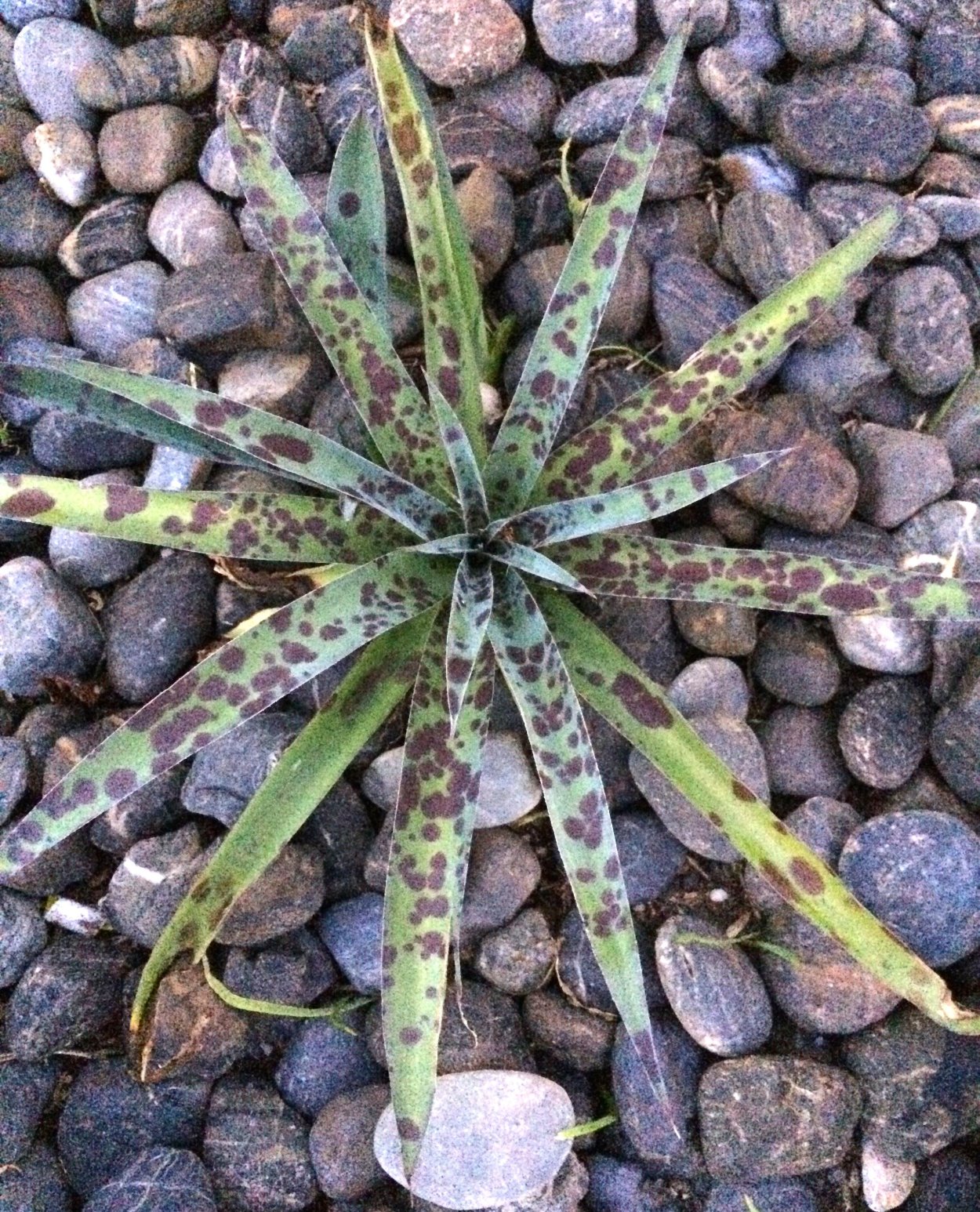 Агава бургунди