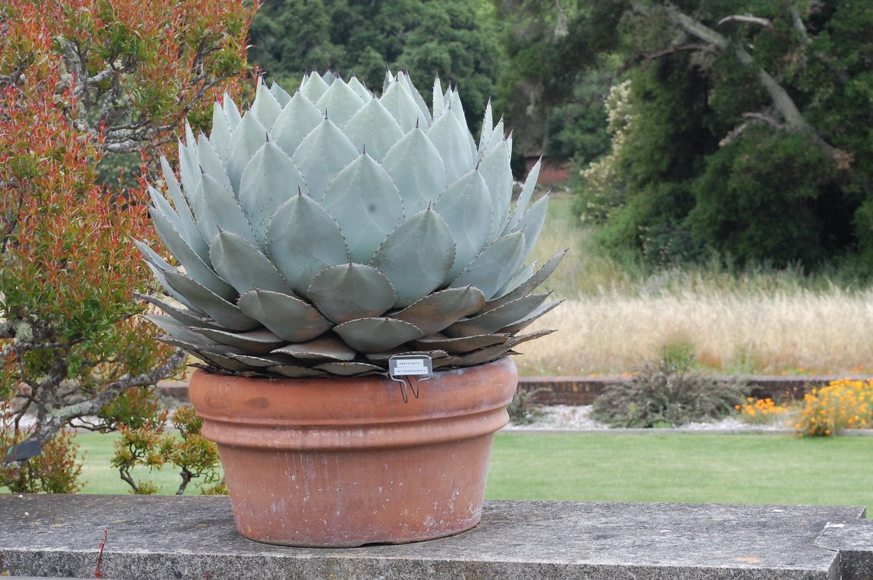 Агава Овериг