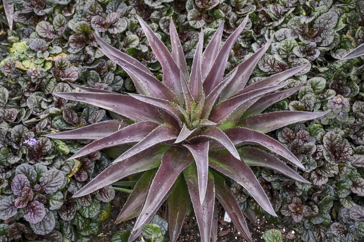 Мангава «Silver Fox» растение