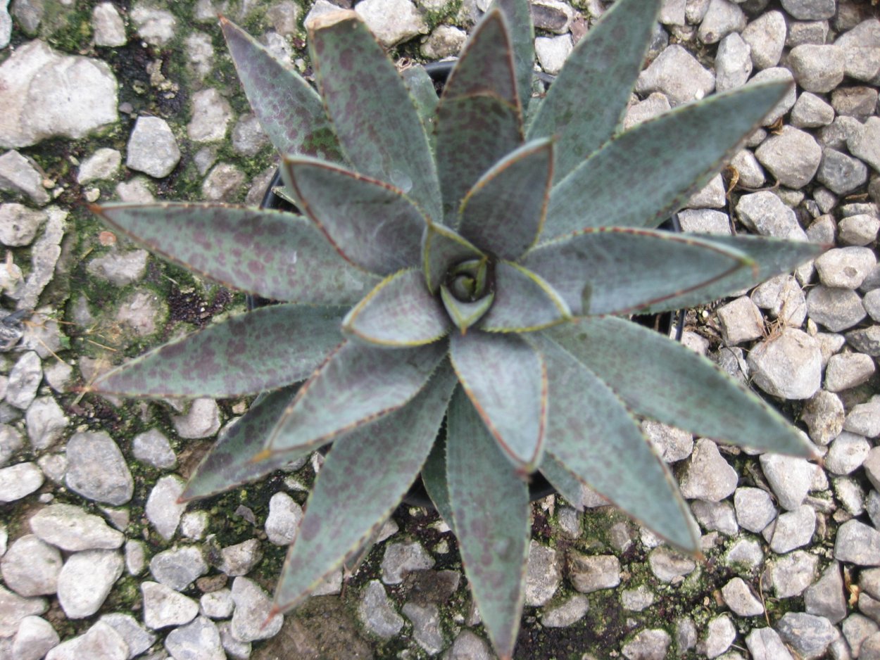 Манфреда виргинская