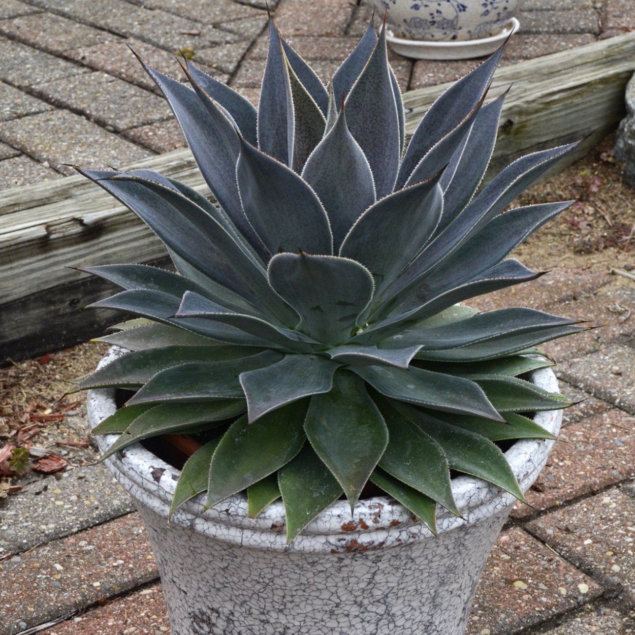 Мангава «Silver Fox» растение