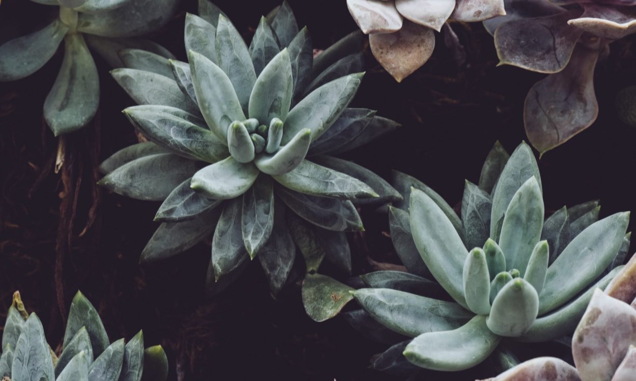 Эстетика коллаж зеленый Суккуленты