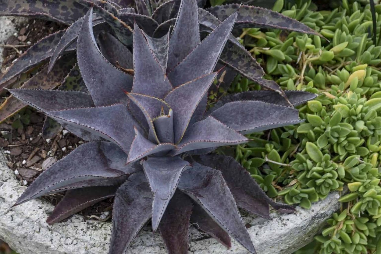 Тубероза Кротон