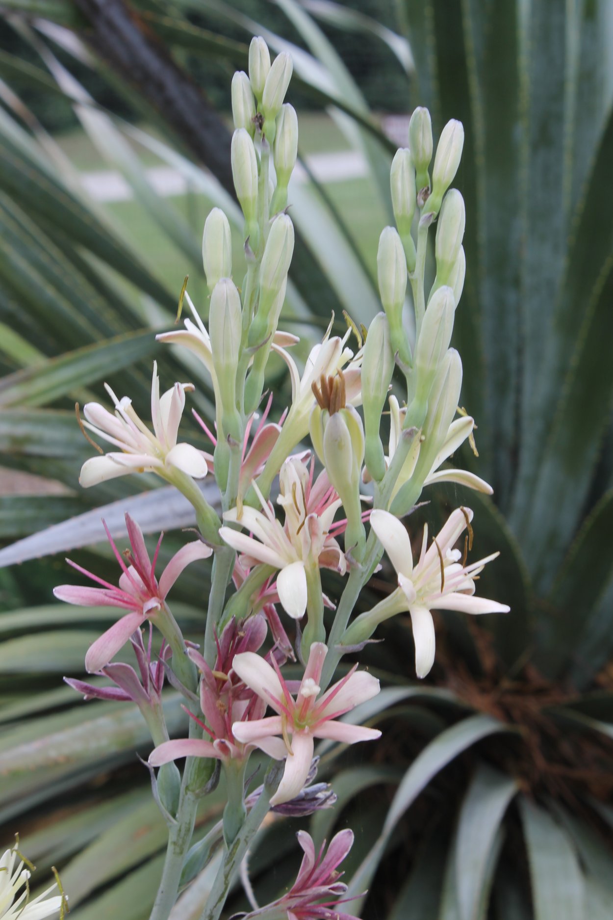 Сад в квартире