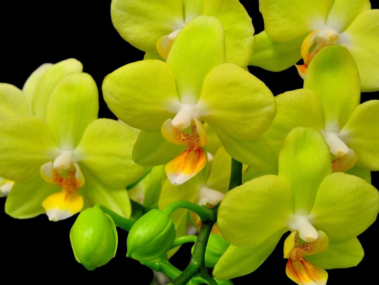 Фаленопсис Lemon