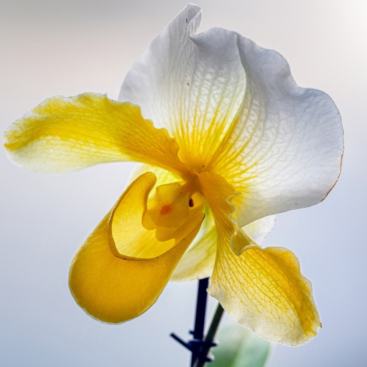 Фаленопсис Lemon