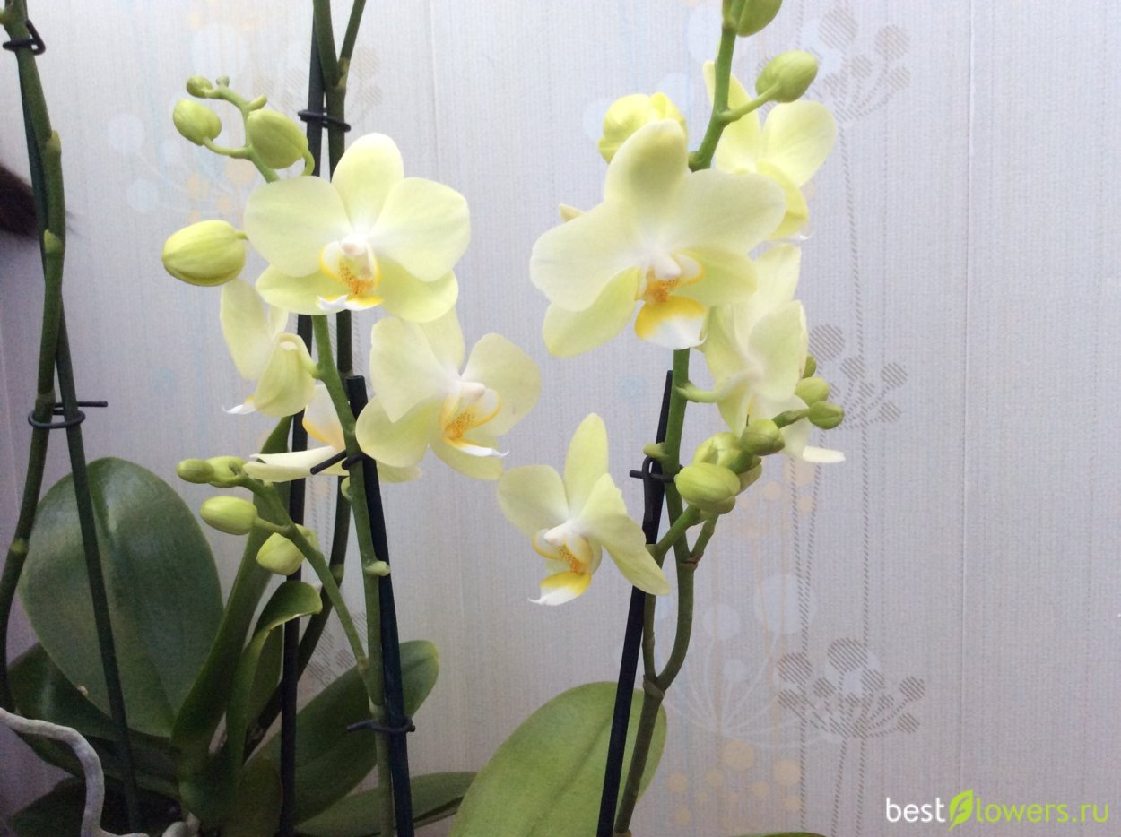 Орхид Йеллоу