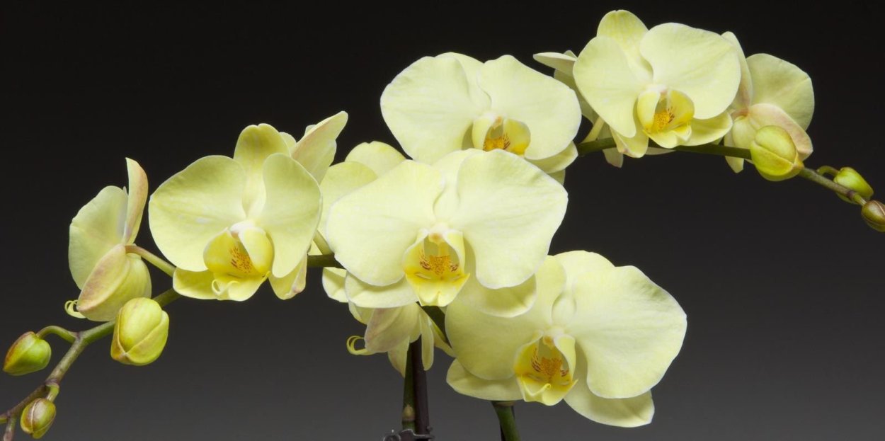 Орхидея фаленопсис Амадеус