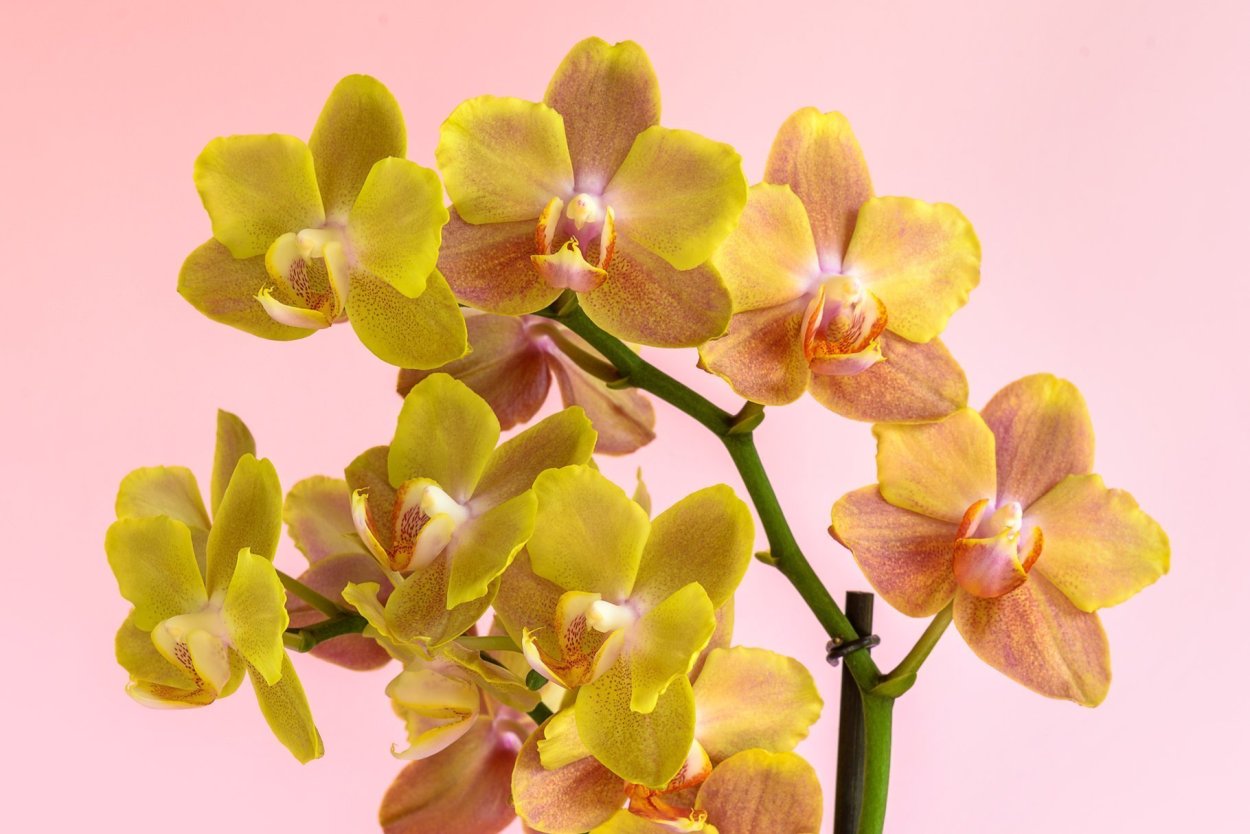 Фаленопсис Arletta Yellow