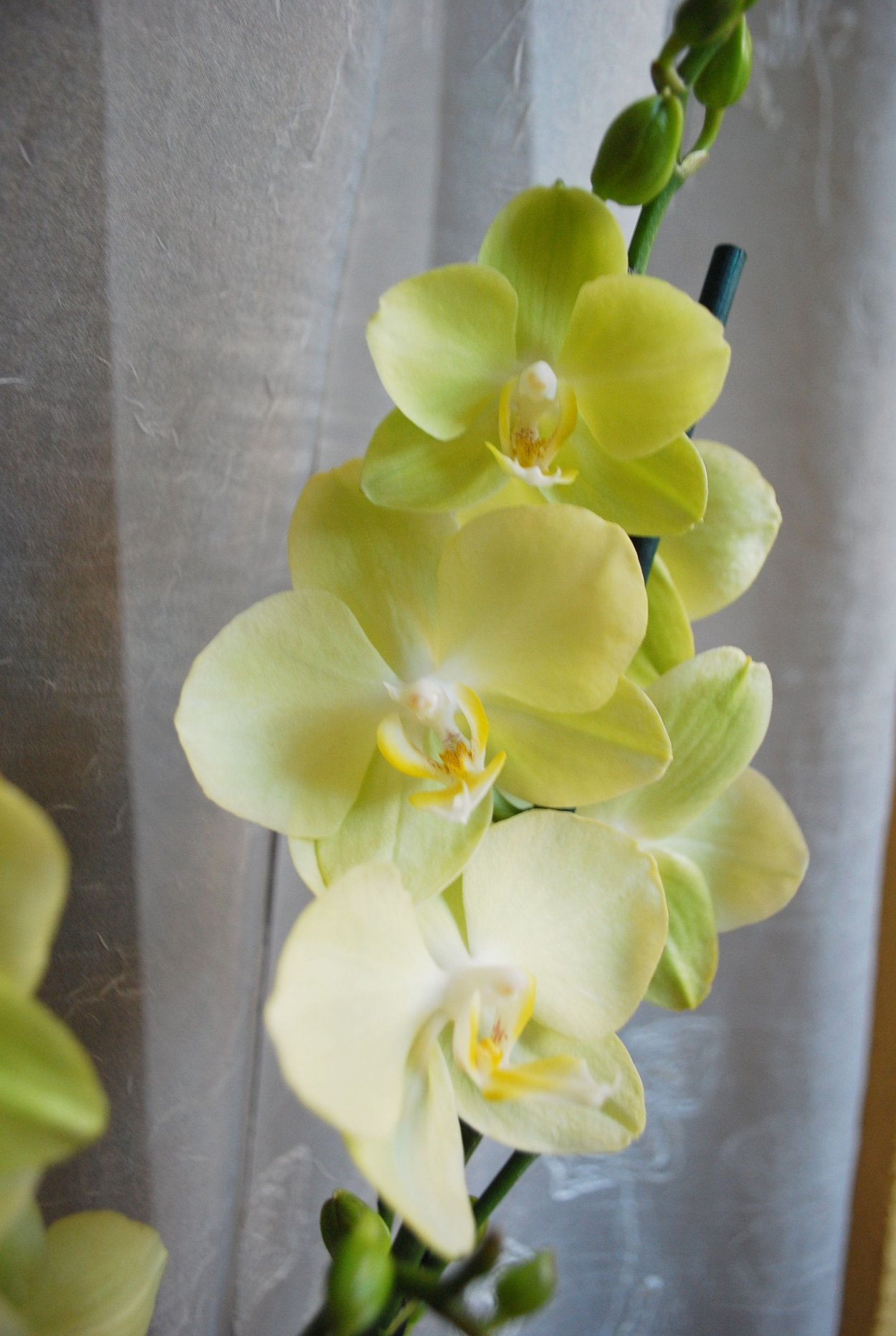 Фаленопсис Поппи Хоней