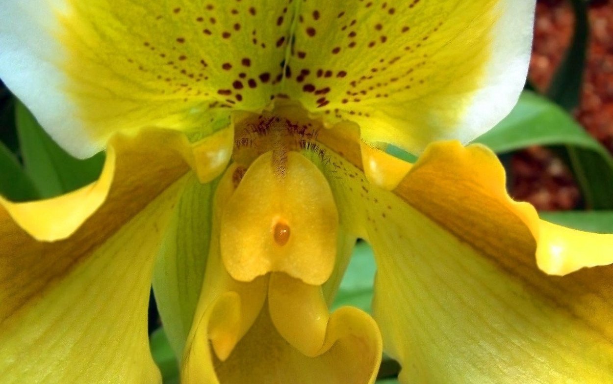 Фаленопсис Грин Эппл