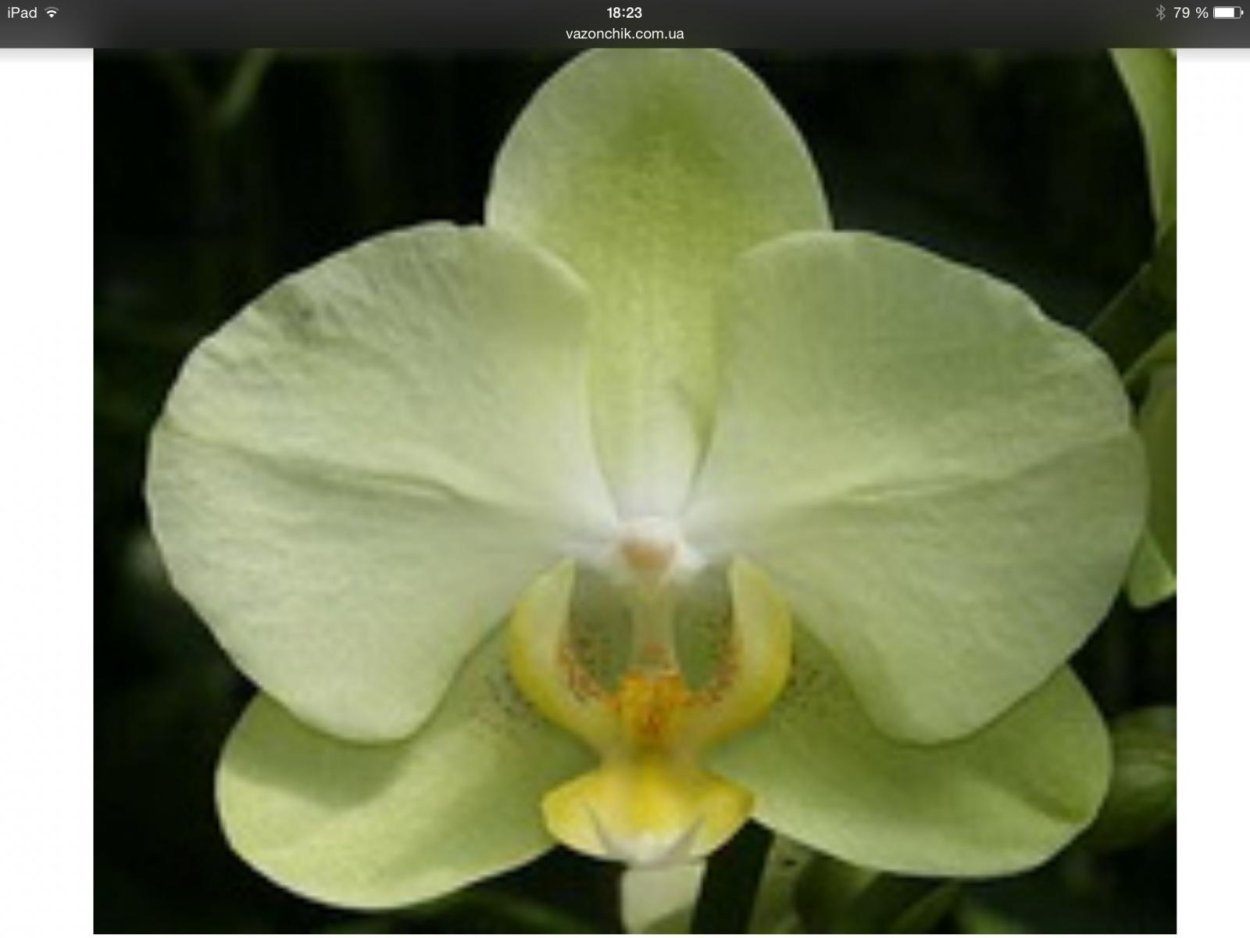 Орхидея Еллоу Баттерфляй