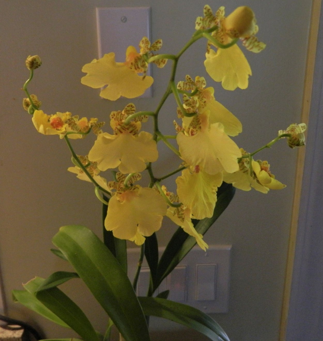 Орхидеи букет 0155 ПВХ