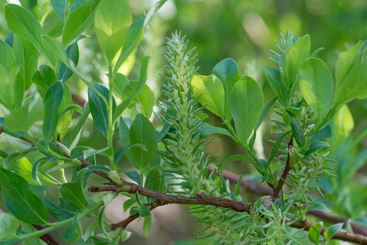Salix turanica