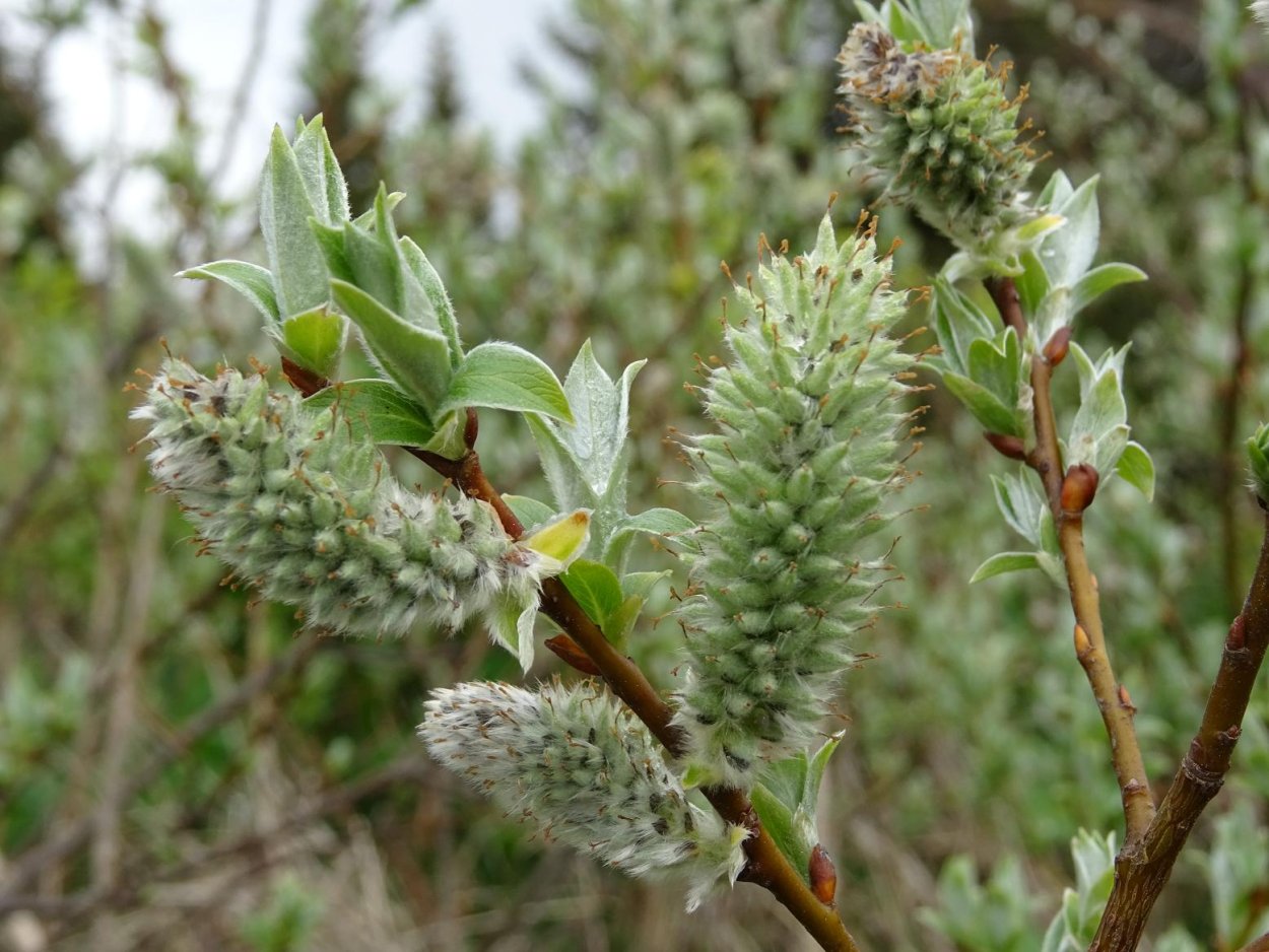 Ива лопарская