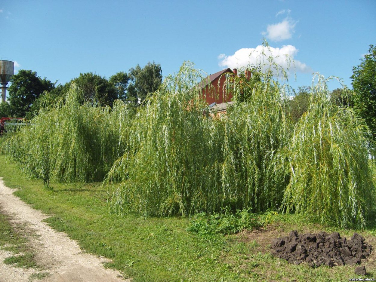 Ива плакучая маленькая